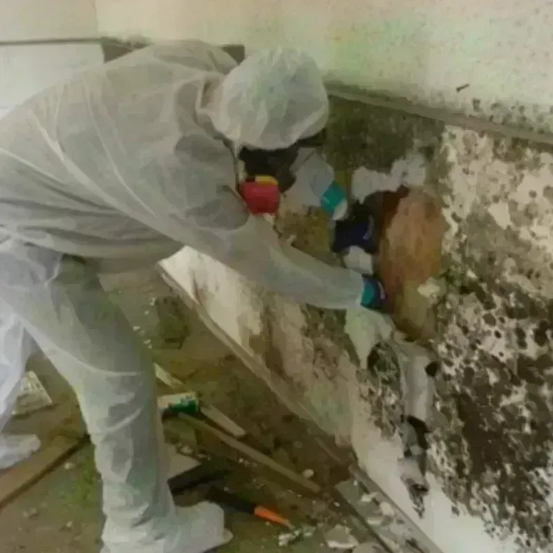 Mold Remediation and Removal in Preston, IA